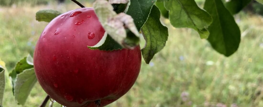 Alimentation anti-âge : manger pour vieillir mieux