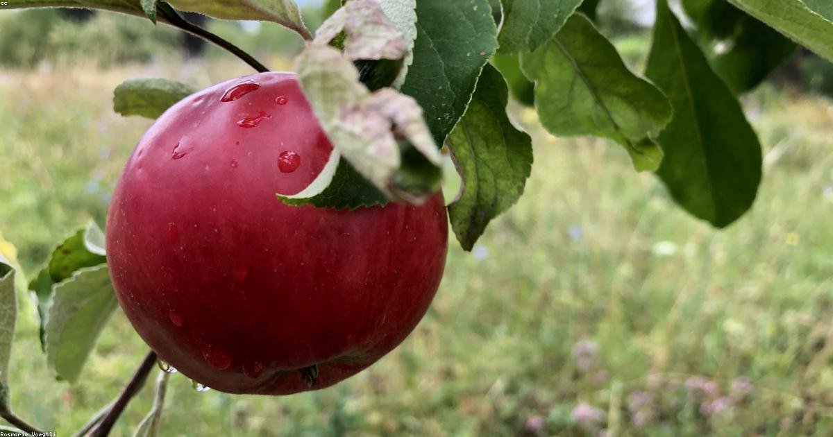 Alimentation anti-âge : manger pour vieillir mieux