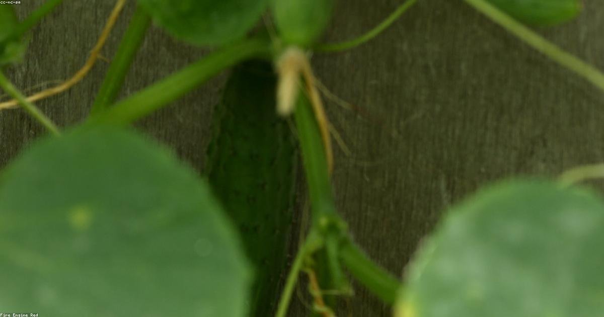 Alimentation végétarienne : comment ne manquer de rien