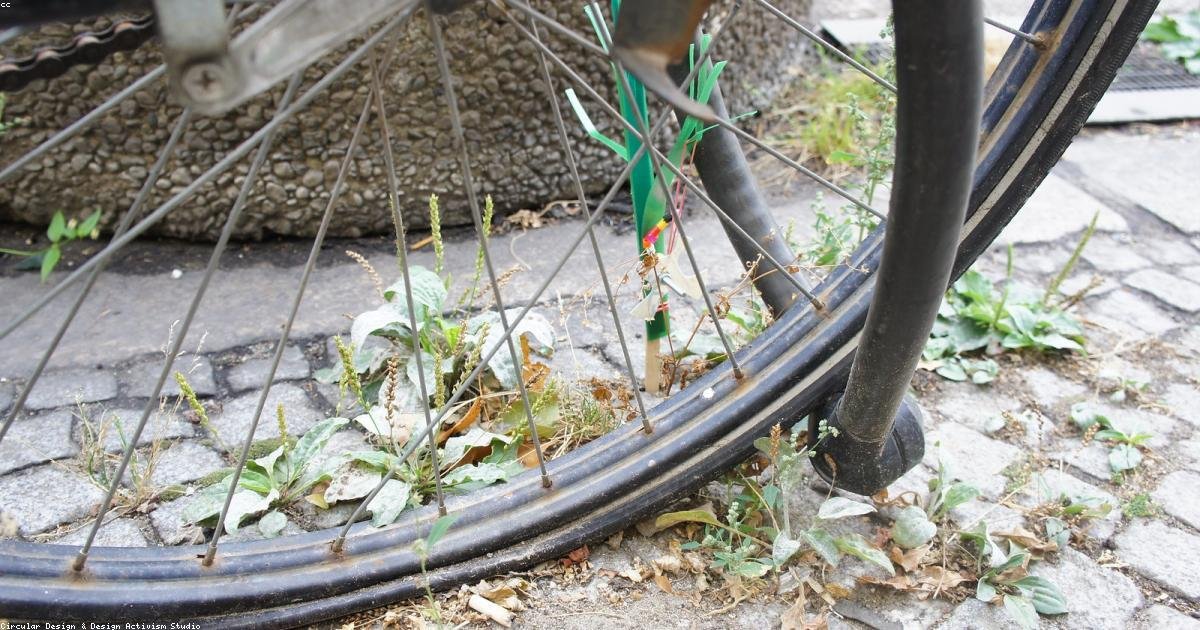 Les meilleures plantes pour lutter contre la fatigue