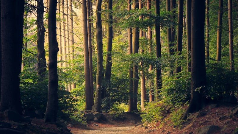 Marche méditative en plein air : bienfaits et pratique