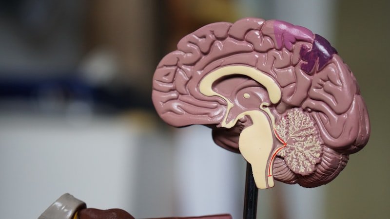 Microbiote et énergie : le lien insoupçonné