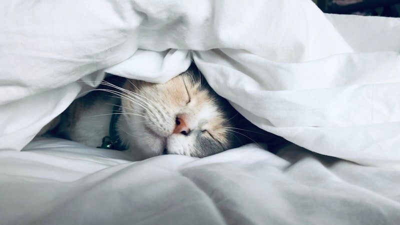 Apnée du sommeil : identifier et traiter ce trouble